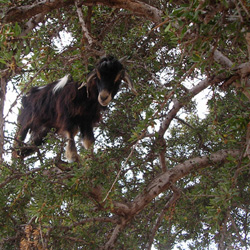 Коза на дереве арган, Эссувейра (Марокко)