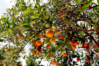 Апельсиновое дерево с плодами. Снято в Марокко.